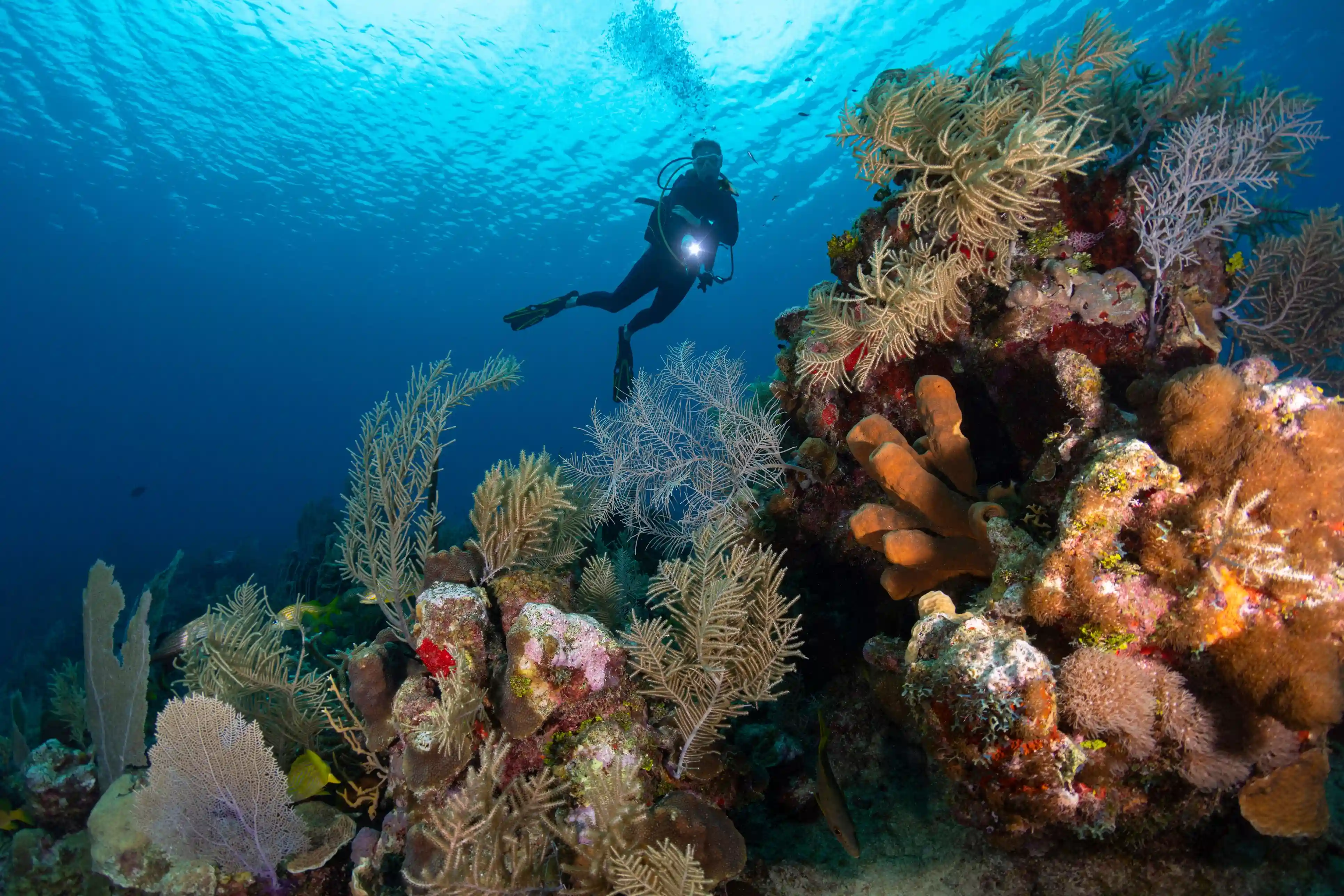 Diving and Snorkeling the many Reefs in Grand Cayman